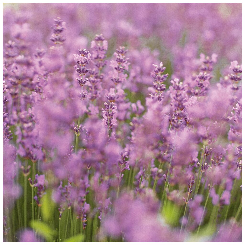 Dr. Hauschka Körperpflege Moor Lavendel Pflegeöl 75ml für Aromapflege