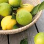 Zitronen - Lemongrass Pflegeöl, 75ml